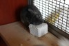 29/04/11 Купается в камне для сточки зубов. Вот такая у неё особенность :)