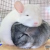 Лудия Голдбар