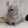 Лана