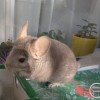 Шуршик