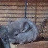 Евдоким