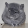 Орион