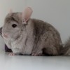 Лина