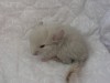 2 нед