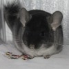 Азарий