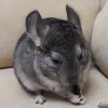 Олдрик