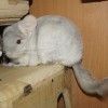 Виолетта
