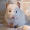Есения