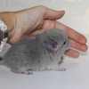 Флоки