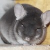 Куно