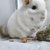 Конкур