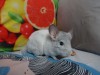 4 мес
