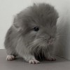 Укропчик