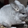 клеопатра