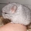 Зося из Стрелецкого дома