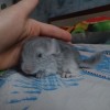 Лиэль Би Ши