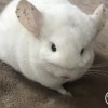 Сажик