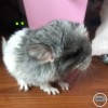 Микки