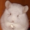Лунный свет