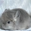 Самсон