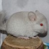 Кензо