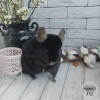 Каин