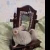 Тортик