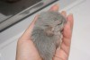 новорожденый