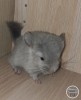 Шкода