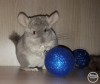 Дизель