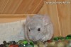 Граф