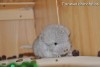 Армани