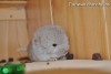 Армани