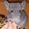 Купидон