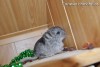 Аскольд
