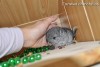 Аскольд