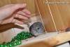 Аскольд