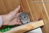 Аскольд