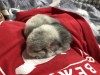 2 недели)