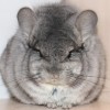 Витэй