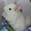 Карина