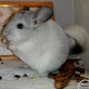 Ариель