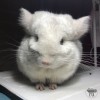 Ласка
