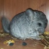 Черная Жемчужина