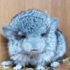 Амазонка