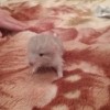 Лаки