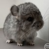 Кани