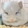 Коки