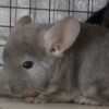 Лимон КЖ Браун Перл нчж