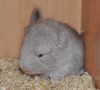 5 дней